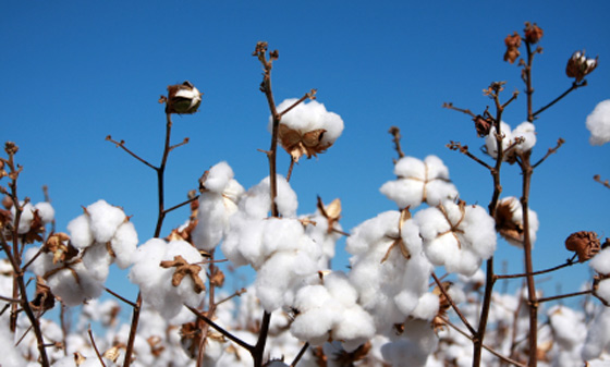 Forexpros us cotton 2