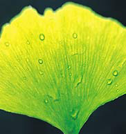 web-ginkgo