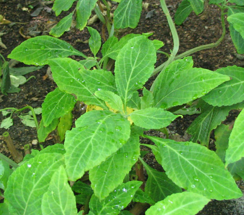 salvia