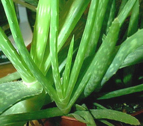 aloe