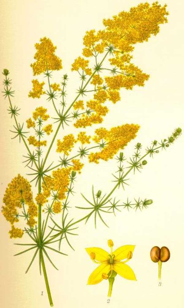 galium_verum_madara