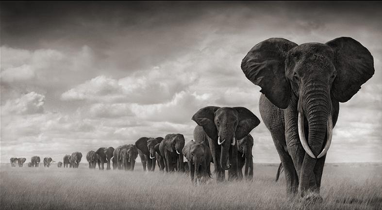 elephants-travelling-in-line