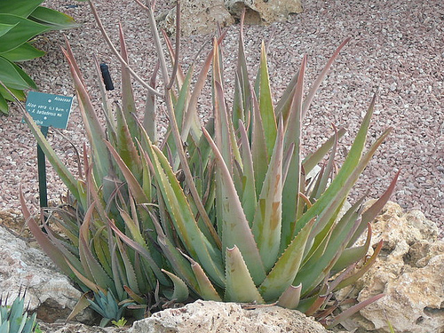 aloe vera propiedades