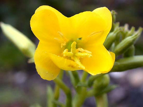 Oenothera.biennis.ja4