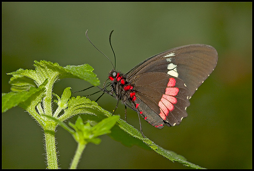 mariposanegra4qb