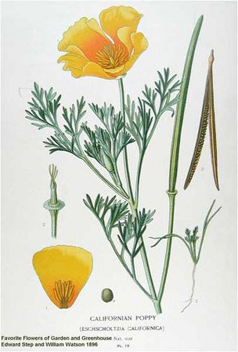 Eschscholzia_californica_i01