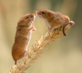 watch_harvest_mice