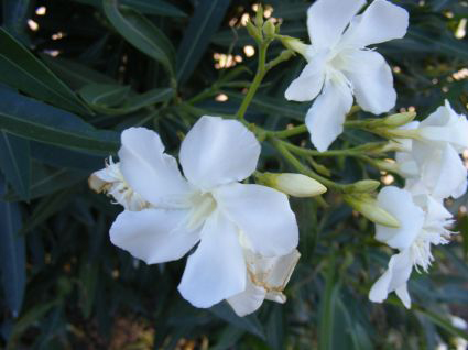 normal_arbusto_con_flores_blancas_2