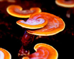 hongo reishi hongo reishi