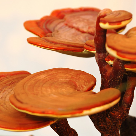reishi reishi