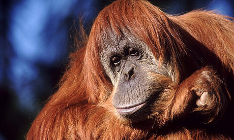 orangUTAN