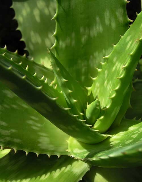 planta-aloe-vera