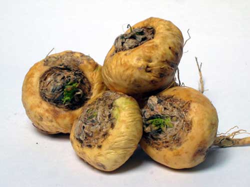 tubérculo