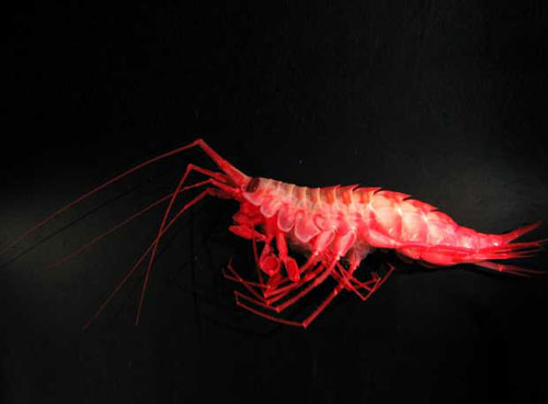 295143_gamba