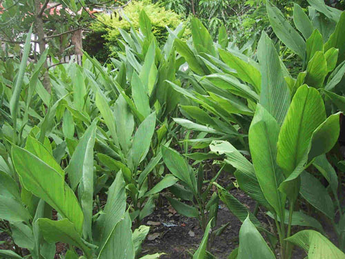 Curcuma-planta