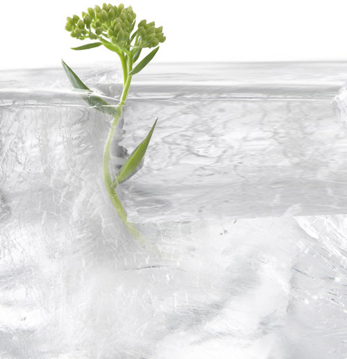 RHODIOLA-ROSAE-BP RHODIOLA-ROSAE-BP