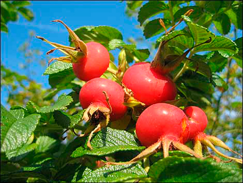 Frutos-rosa-mosqueta