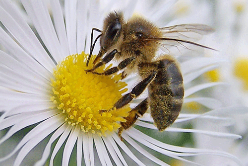 abeja-3