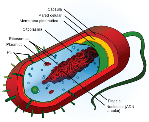 bio-1