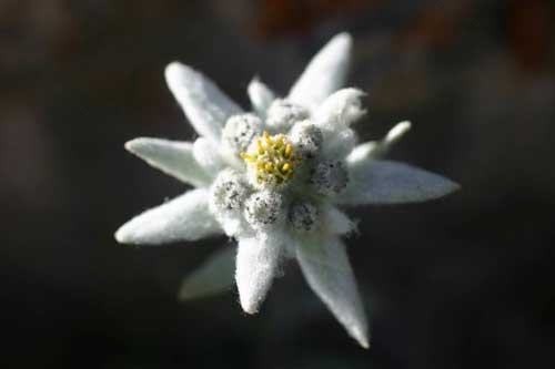 Edelweiss