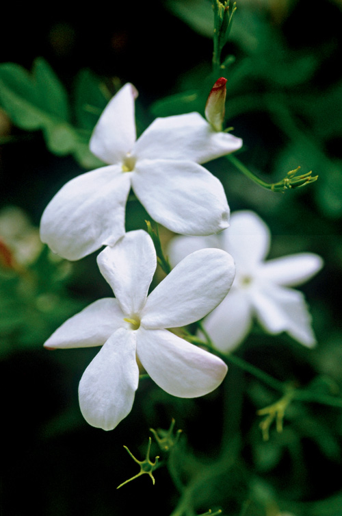Gelsomino_Grandiflora©Olyco