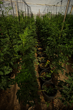 ok-tomateras