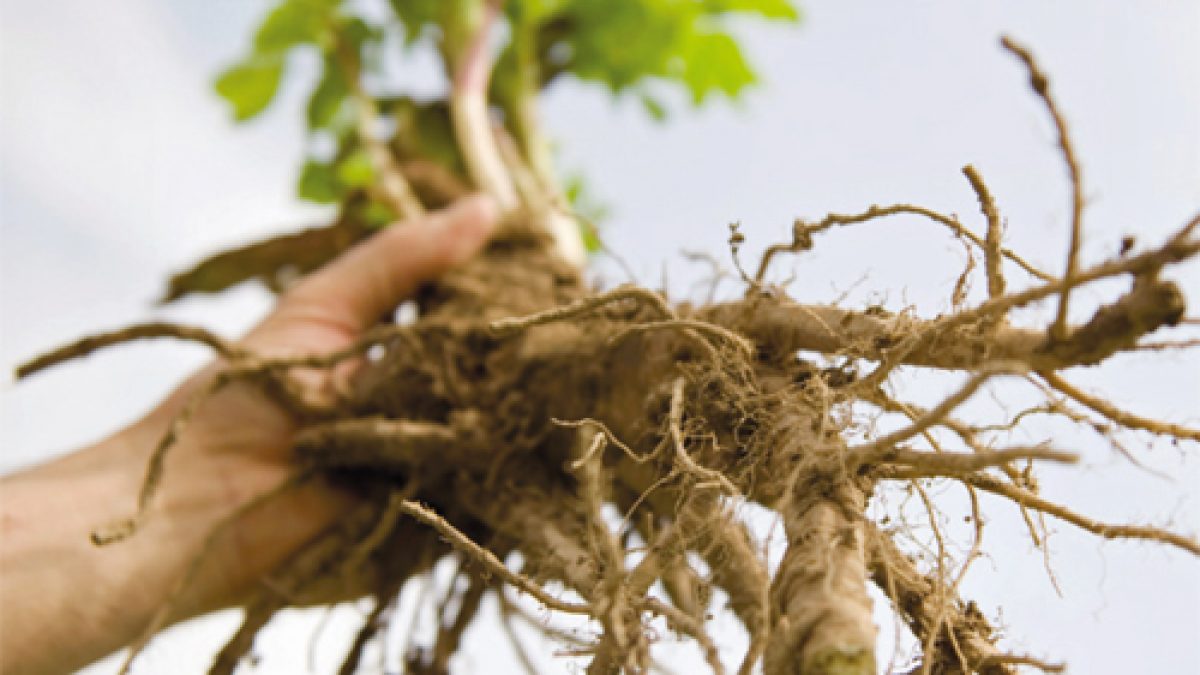 L Occitane Tratamientos De Belleza Con ángel Basados En El Aceite De Angélica Bellezapura