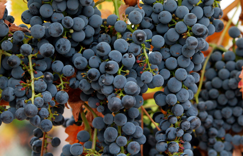 resveratrol revidox uvas
