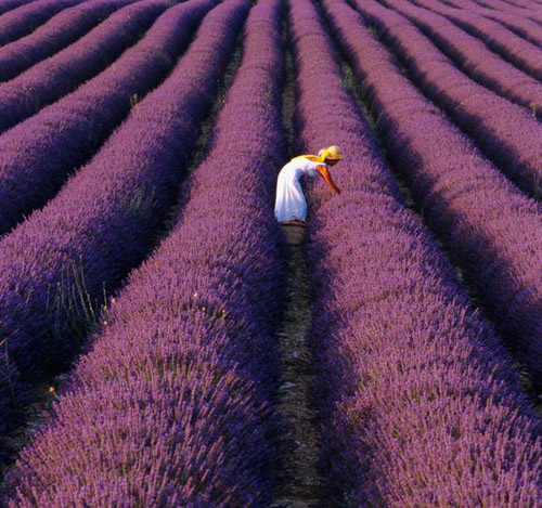 campos de lavanda en grasse