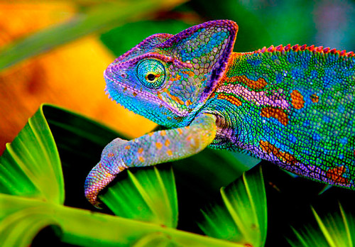 cosmetica-termoactiva