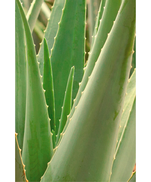 aloe-vera-ecologico-santaverde-cosmetica-ecologica-estepona