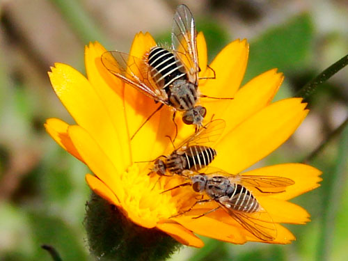flor invadida por abejas