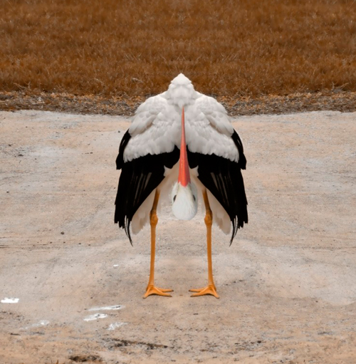 thigh-gap-piernas-ciguena-peligrosa-tendencia