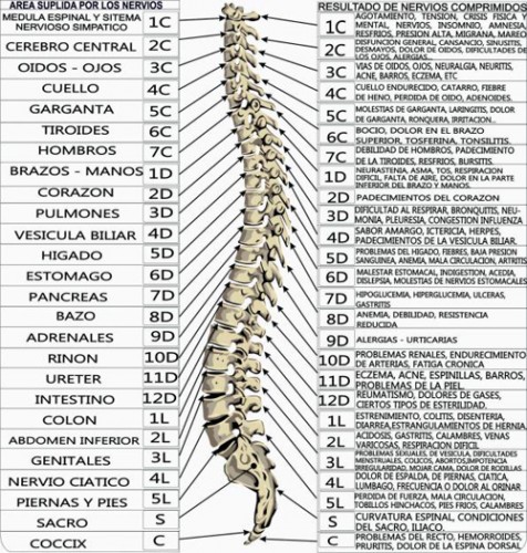 columna-salud-y-quiropracti