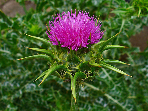 mejores-plantas-medicinales-cardo-mariano