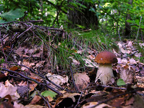 propiedades-nutritivas-seta