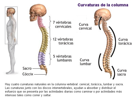 espalda vertebras y problemas
