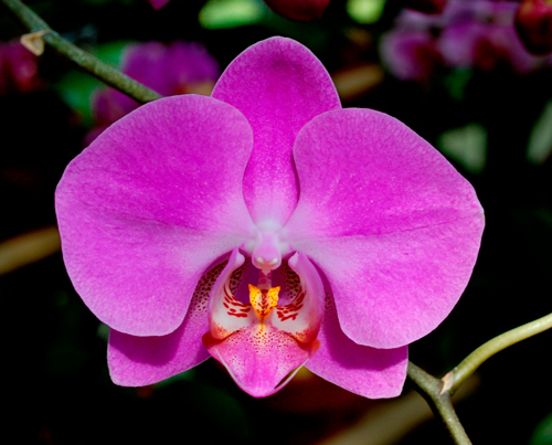 color-2014-tendencias-pantone-orquidea-radiante