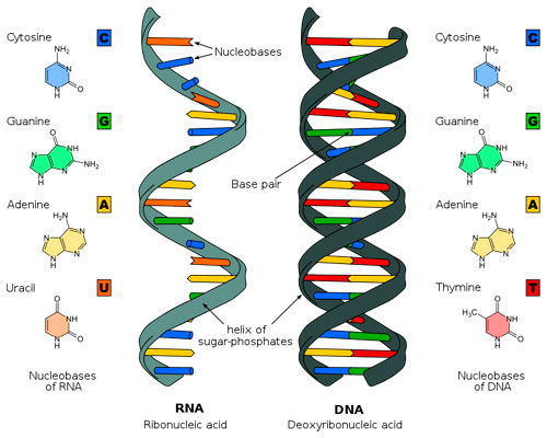 arn-adn