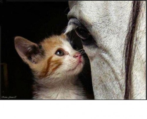 gato-y-caballo. JPG