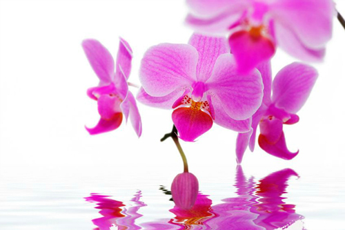 orquidea-radiante-perfumes