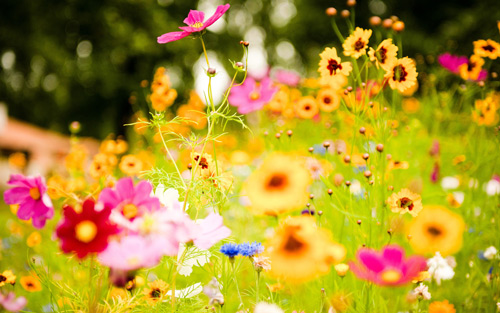 mascarilla-flores-luminosas-loccitane-contorno-ojos