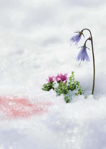 sorteo-la-prairie-swiss-ice