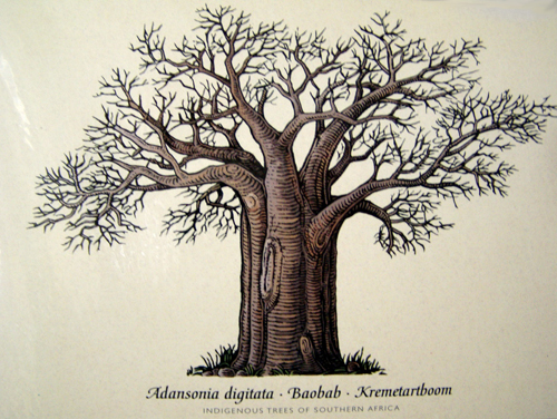 Baobab-arbol