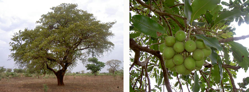 arbol-de-karite