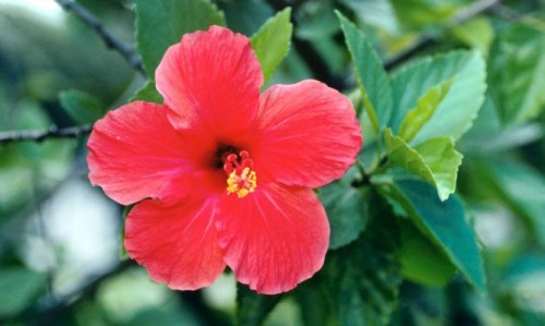 hibisco-cosmetica