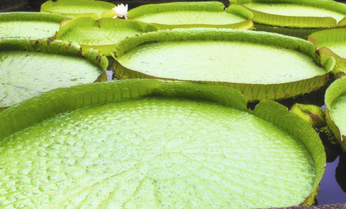 loccitane-au-bresil-vitoria-regia-nenufar