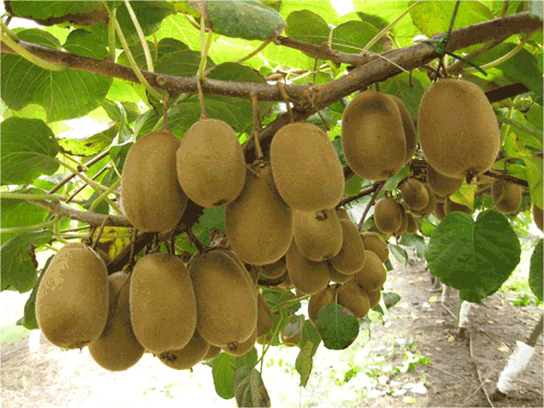 El-kiwi-una-fruta-rica-en-v