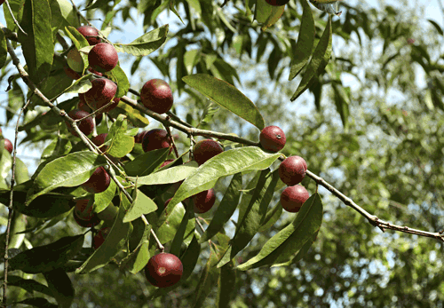 Arbol-camu-camu