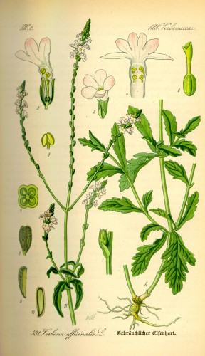Illustration_Verbena_officinalis0